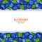 Ripe blueberry fruit horizontal seamless borders. Vector illustration card Wide and narrow endless strip with blue berry