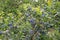 Ripe blueberry on the plantation