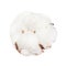 Ripe boll of cotton plant with cottonwool isolated