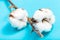 Ripe bolls of cotton plant with cottonwool on blue