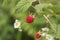 Ripe branch of raspberry on bush in the garden