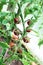 Ripe branch of red cherry tomatoes in the greenhouse