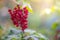 ripe branch of red currant