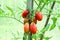 Ripe branch of red tomatoes in the greenhouse