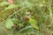 Ripe branch of wild strawberry on bush in the forest