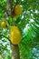 Ripe breadfruit