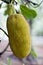Ripe breadfruit or Jackfruit (Artocarpus heterophyllus)