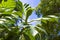 The ripe breadfruits hanging at the tree. There are many breadfruit trees around.