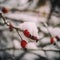 Ripe briar berry in snow, macro image