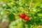 Ripe Briar fruit, wild rose hip shrub in nature