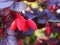 Ripe bright berries of barberry on a bush close up