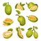 Ripe Bright Green Jackfruit with Seed Coat and Fibrous Core Whole and with Cut Section Vector Set