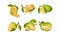 Ripe Bright Green Jackfruit with Seed Coat and Fibrous Core Whole and with Cut Section Vector Set