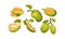 Ripe Bright Green Jackfruit with Seed Coat and Fibrous Core Whole and with Cut Section Vector Set