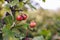 Ripe bright hawthorn berry