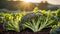 ripe broccoli the garden outdoors leaf nature