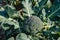 Ripe Broccoli plant from above