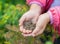 Ripe brown dill seeds in a child  hand for planting and obtaining green plants. Close up. Fennel flowers. Outdoors. The concept