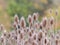 The ripe brown spiny fruiting inflorescences of cardoons (Dipsacus) in autumn with bushes