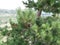 Ripe brown and unripe green cones on a pine branch among long sharp needles on a Sunny summer day. Evergreen coniferous tree.