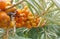 Ripe buckthorn berries on a branch