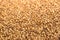 Ripe buckwheat groats background texture, natural dry buckwheat grains closeup