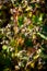 Ripe buckwheat plants on the field