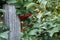 ripe bunch of viburnum near a wooden post