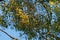 Ripe bunches of bead tree and early sunshine