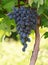 Ripe bunches of blue grape fruit of autumn harvest ready for further processing in agriculture and manufacturing and wine.