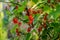 Ripe bunches with red currant berries as a background