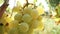 Ripe bunches of white grapes in the sun