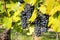 Ripe bunches of wine grapes on a vine in warm light