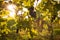 Ripe bunches of wine grapes on a vine in warm light