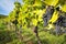 Ripe bunches of wine grapes on a vine in warm light