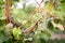 Ripe bunches of wine grapes on a vine in warm light