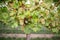 Ripe bunches of wine grapes on a vine in warm light