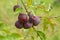 Ripe burgundy Kerr Chinese apples on tree branch in garden