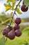 Ripe burgundy Kerr Chinese apples on tree branch in garden