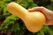 Ripe Butternut Squash in Hand with Blurry Green Foliage in Background