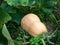 Ripe butternut squash lying on the ground