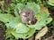 Ripe cabbage damaged by vegetable fungal disease