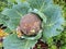 Ripe cabbage damaged by vegetable fungal disease