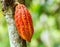 Ripe cacao bean on the wood