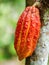 Ripe cacao bean on the wood