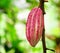 Ripe cacao bean on the wood