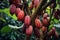 Ripe Cacao Pods and Sustainable Farming. Generative By Ai