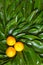 Ripe calamondin citrus fruits