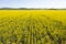 Ripe canola crop on a farm