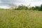 Ripe Canola Field, Green Rapeseed Pods, Mustard Plant Harvest, Oil Plants Farm, Rapeseed Pods Closeup